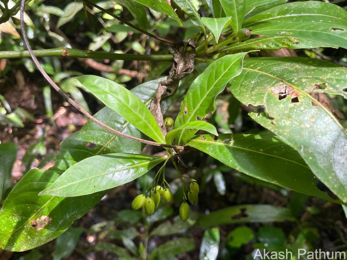 Psychotria josephi (Kuntze) Kottaim.